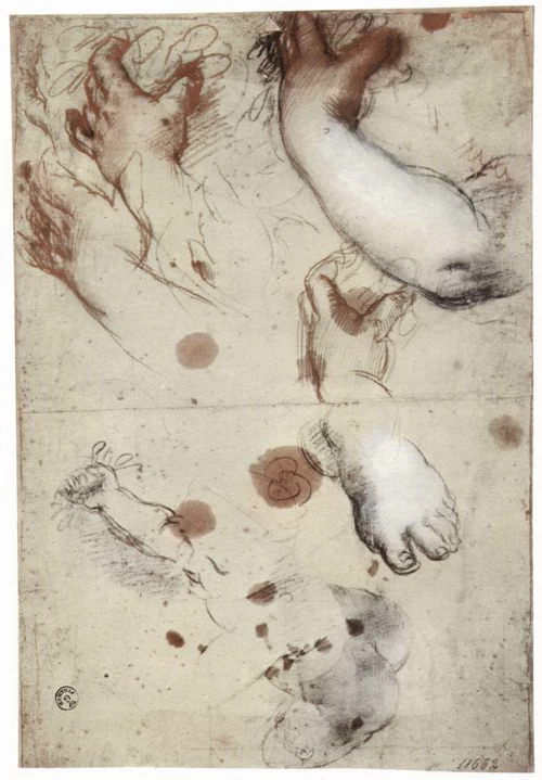 Studio con i piedi e le mani - Barocci Federico